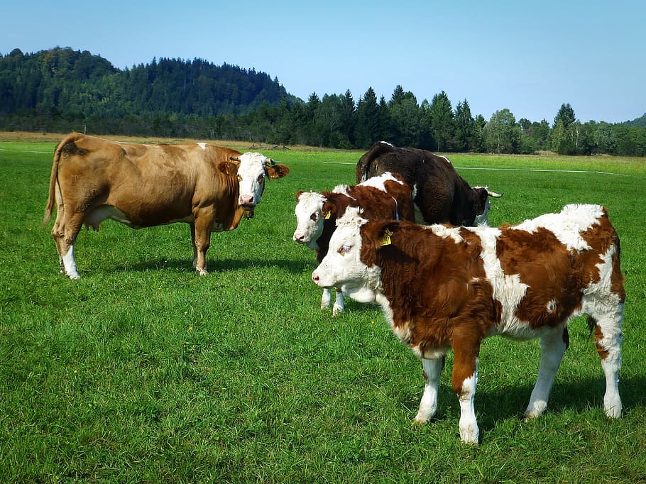 Cows, Young Cattle, Cattle, Nature, Livestock, Summer, Ruminant, Alpine 