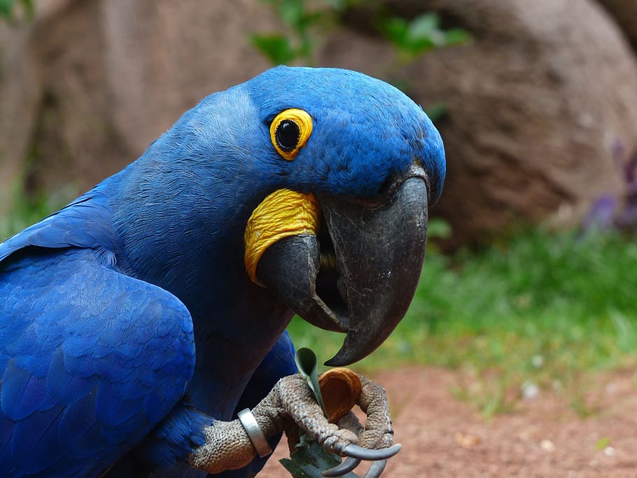นกเฟอร์เรดสีน้ำเงินและสีเหลืองสัตว์นกสีฟ้าระยะใกล้นกมาคอร์ผักตบชวามาโครนกแก้ว, วอลล์เปเปอร์ HD
