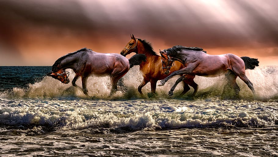 ภาพถ่ายของม้าสามตัวที่ควบอยู่ในน้ำสัตว์ม้าสัตว์ธรรมชาติทหารม้าทะเล, วอลล์เปเปอร์ HD