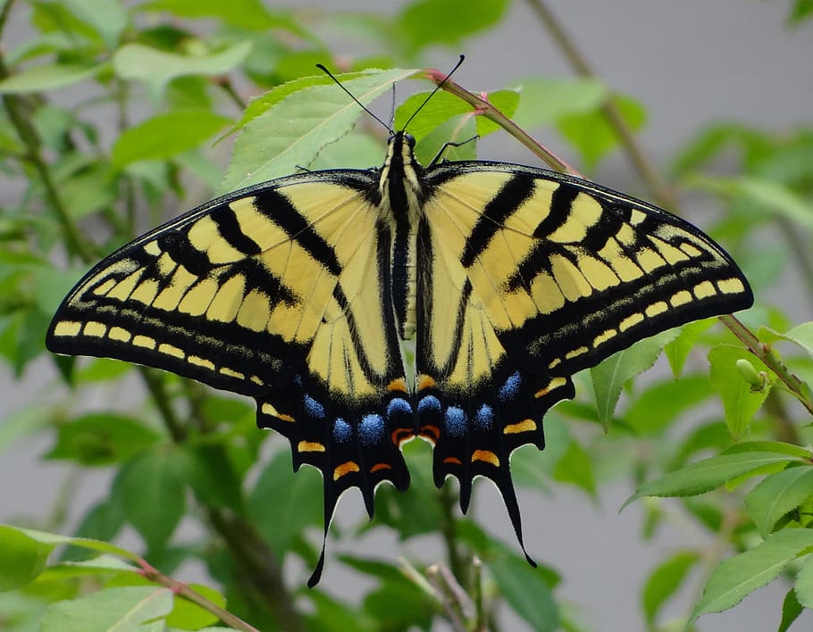 Yellow monarch, butterfly, monarch, HD wallpaper | Wallpaperbetter