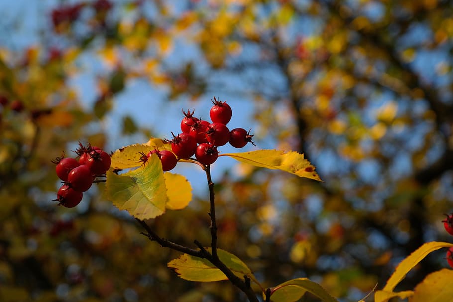 Berries, fruits, red, tree, leaves, berry red, leather leaf weißdorn ...