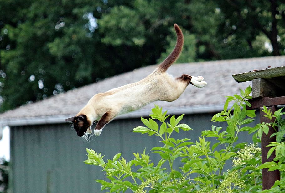 แมวสยามกระโดดใกล้ใบไม้เขียวแมวหมี่สยามสยามแมวสยามแมวพันธุ์กระโดด, วอลล์เปเปอร์ HD