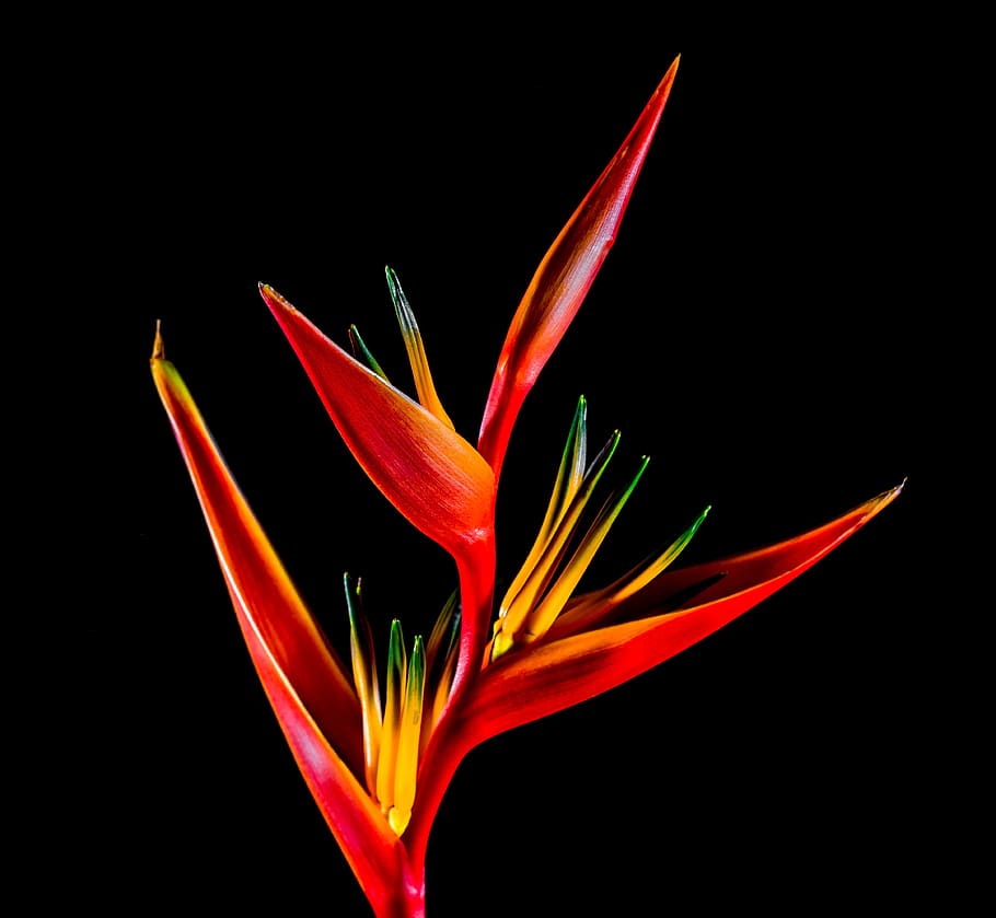 Strelitzia, Blossom, Bloom, Flower, Red, Orange, Yellow, Caudata 