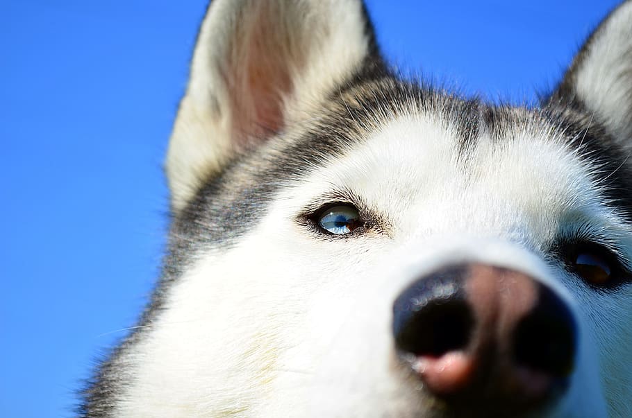 ไซบีเรียนฮัสกี้สีเทาและสีขาวสำหรับผู้ใหญ่, ฮัสกี้, สุนัข, ไซบีเรียนฮัสกี้, ตาสีฟ้า, ดวงตา, ​​แดด, สัตว์, สุนัขลากเลื่อน, วอลล์เปเปอร์ HD