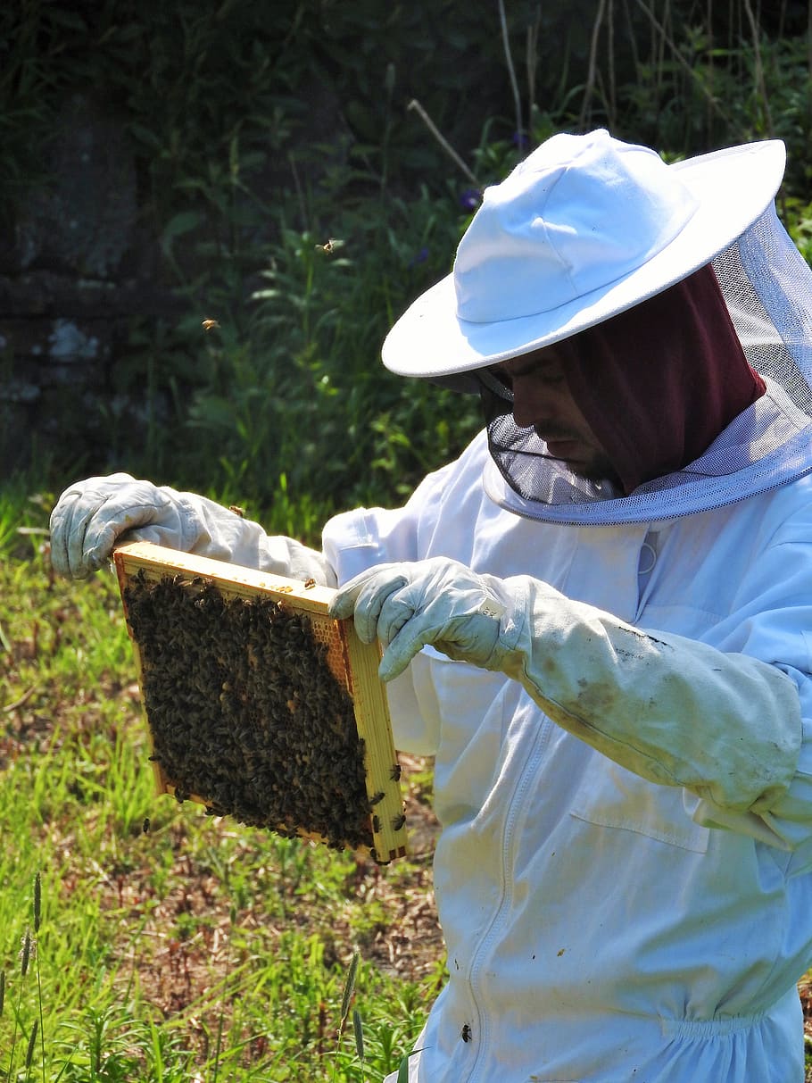 Beekeeper, apiarist, beehive, honey, hive, apiary, agriculture ...