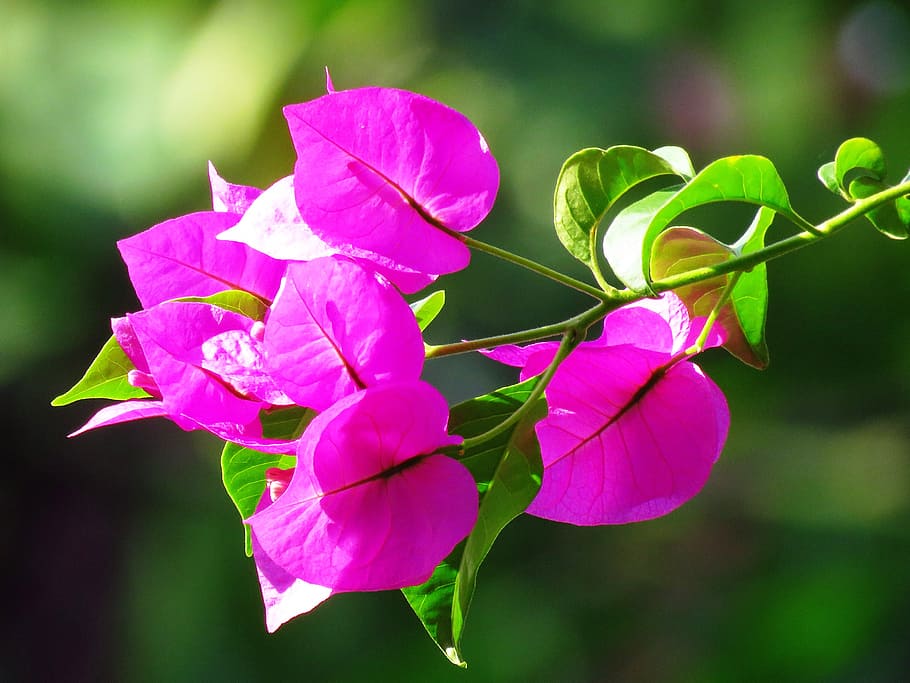 Foto de primer plano de la flor de buganvilla rosa en el temporizador