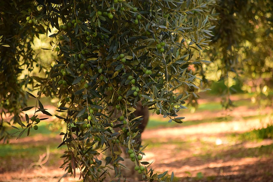 Selective focus photography of green plant, olives, olive tree, nature