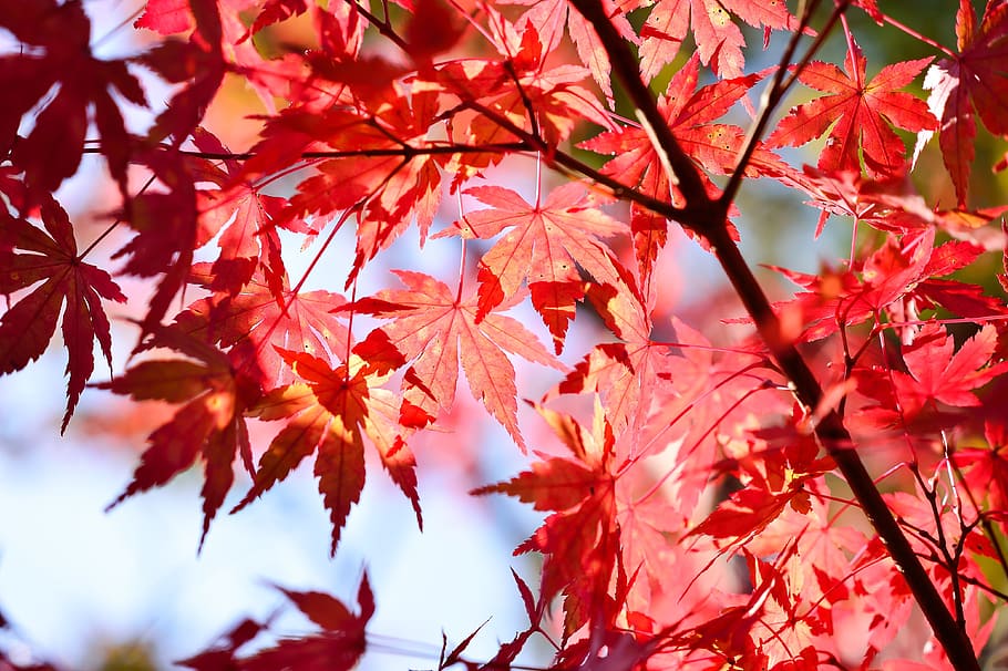 Selective focus photography of red maple leaf, japan, landscape ...