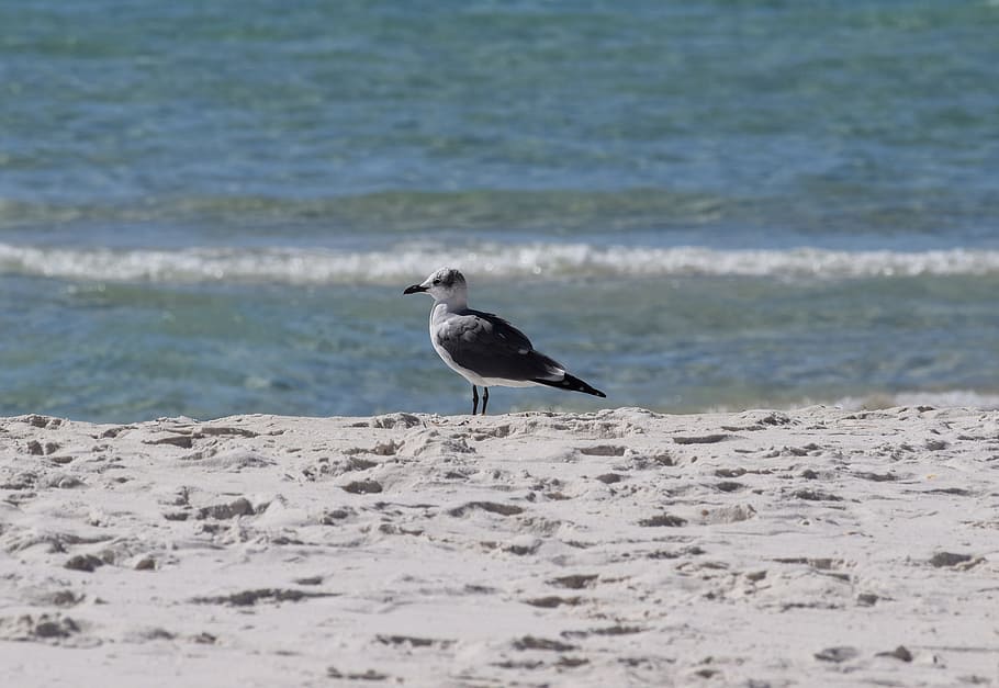 Herring gull, gull, shore bird, animal, nature, sand, beach, travel ...