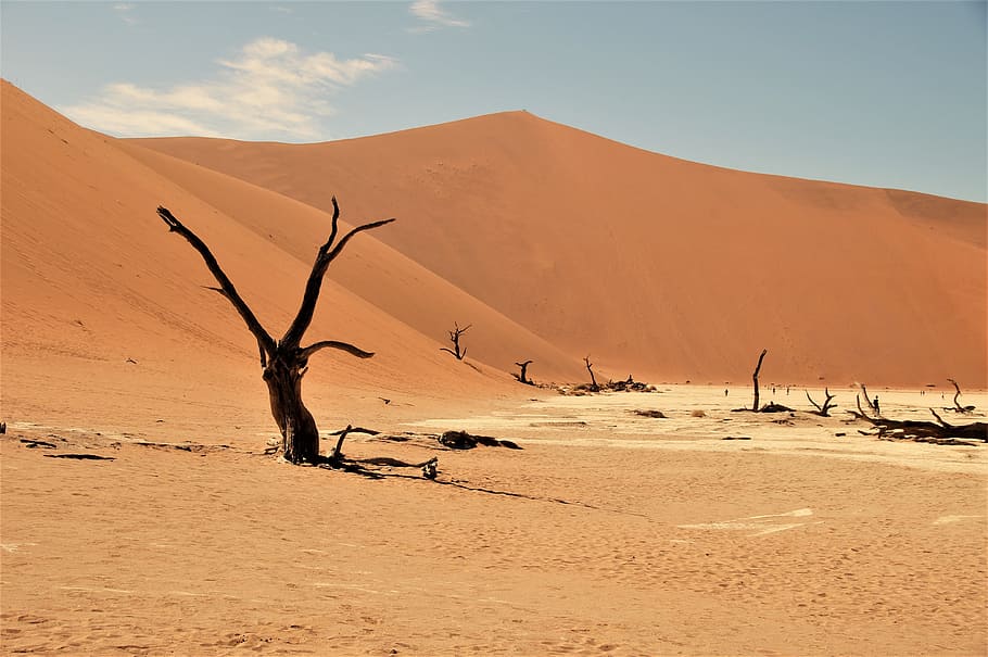 namib desert, namibia, desert, dead vlei, africa, HD wallpaper