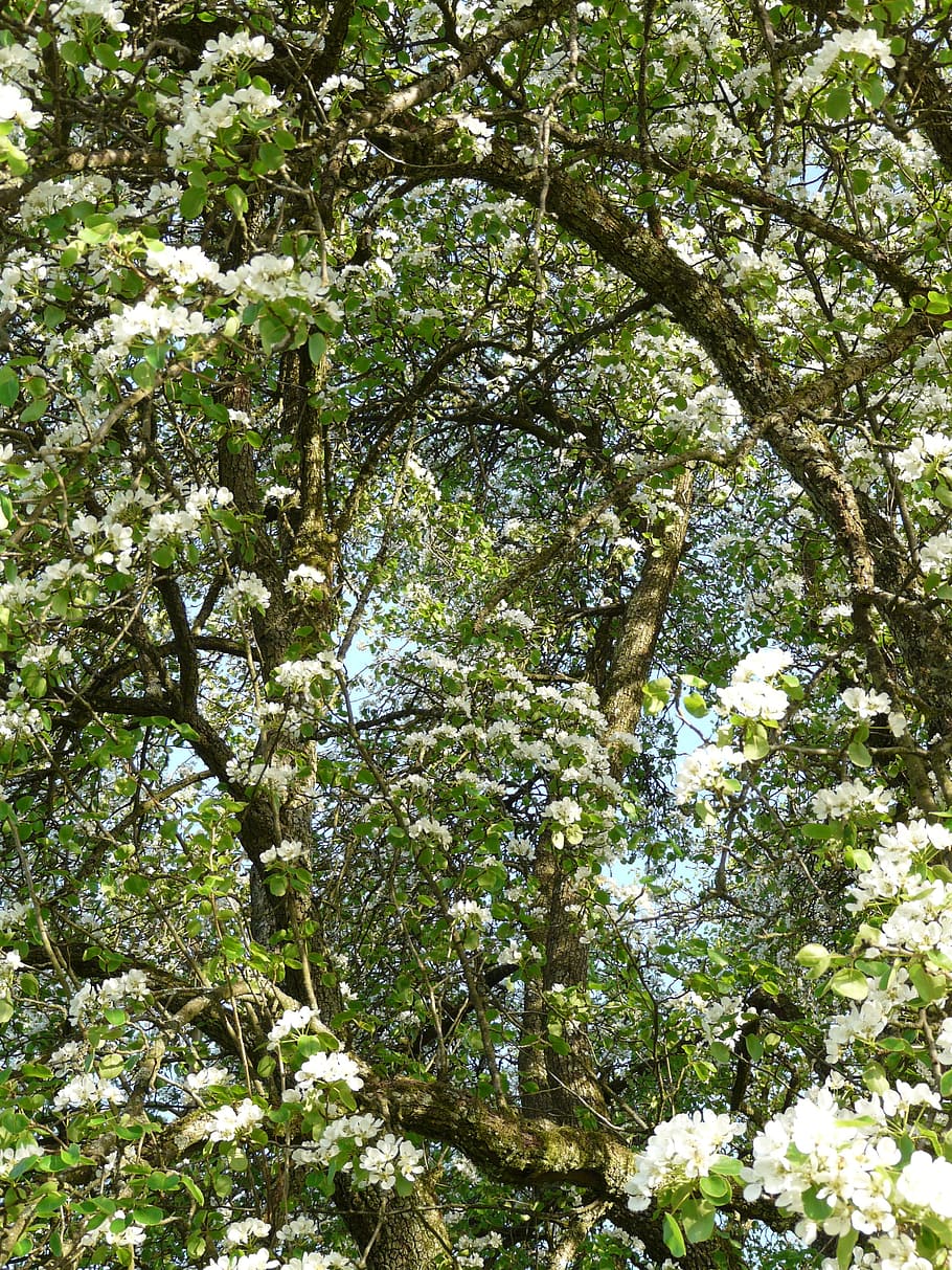 pera, flores, blanco, flor de pera, flor, floración, huerta, árbol