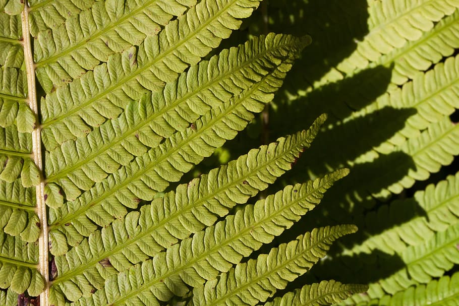 Fern, fiddlehead, green, plant, vessel sporenpflanze, summer, structure ...