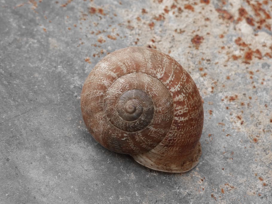 Caracol, concha, espiral, textura, caracol, concha, concha de animal