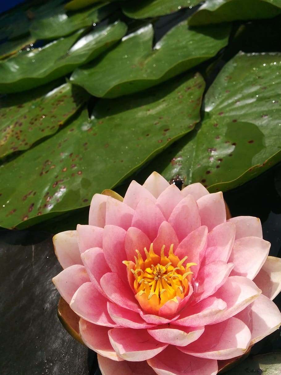 close-up photography of lotus flower, water lily, lily pad, pond, lotus, lily, water, nature, natural, lake, plant, waterlily, beauty, aquatic, pad, flora, wet, bloom, pink flower, botanical, blossom, float, ornamental, bali, tranquility, zen, HD wallpaper
