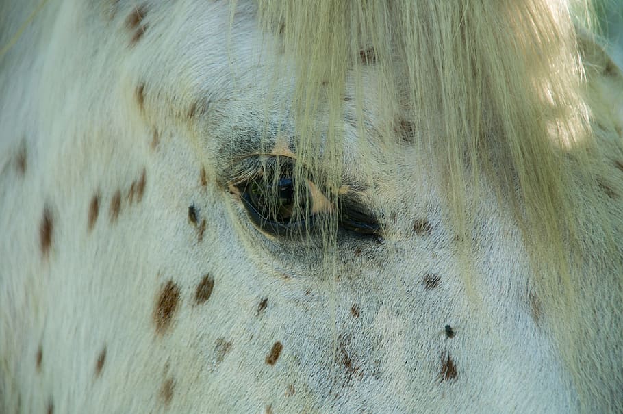 Horse, eye, close, knabstruppers, thoroughbred, spotted, head ...