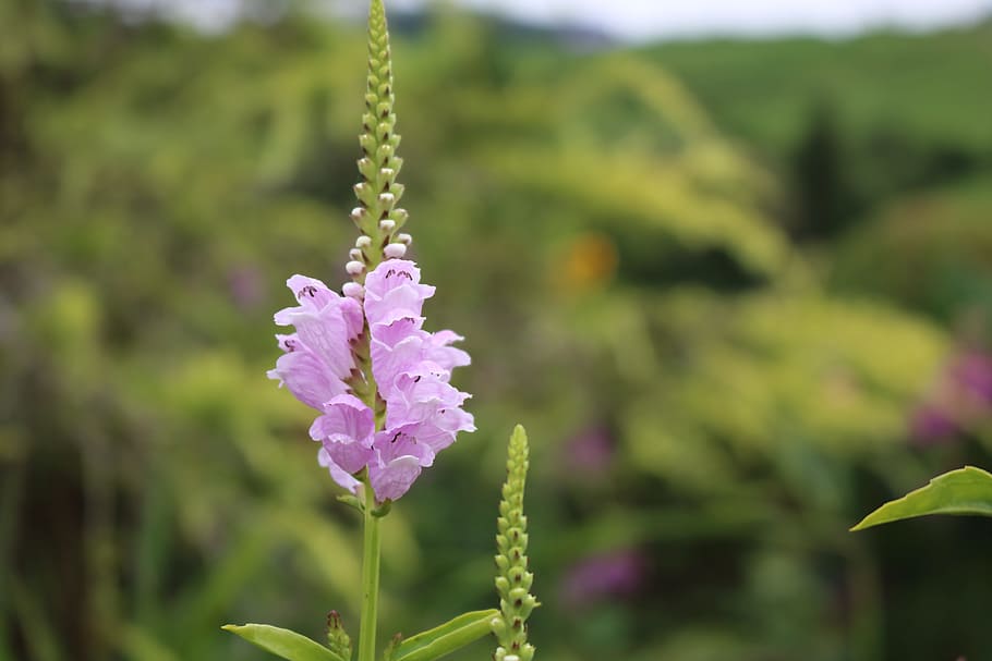 comanche, อะซอเรส, เซามิเกล, เบลเวเดียร์, ธรรมชาติ, มาโคร, ดอกไม้, สวน, วอลล์เปเปอร์ HD