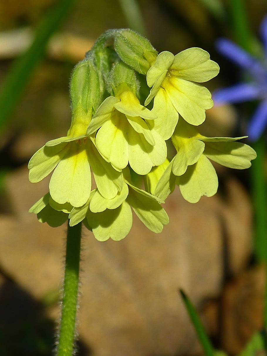 Cowslip, forest primrose, high primrose, primula elatior, yellow ...