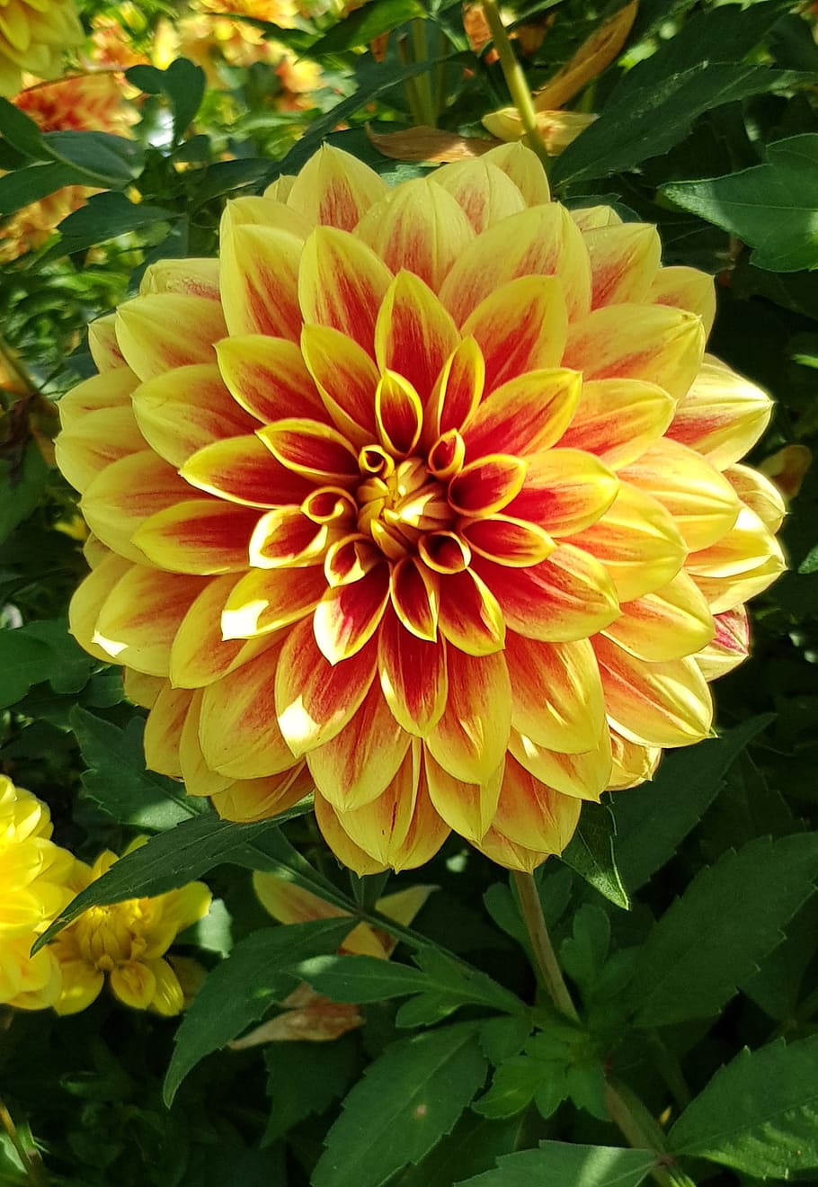 Yellow and red dahlia flower photography, dahlia, flower, dahlia flower