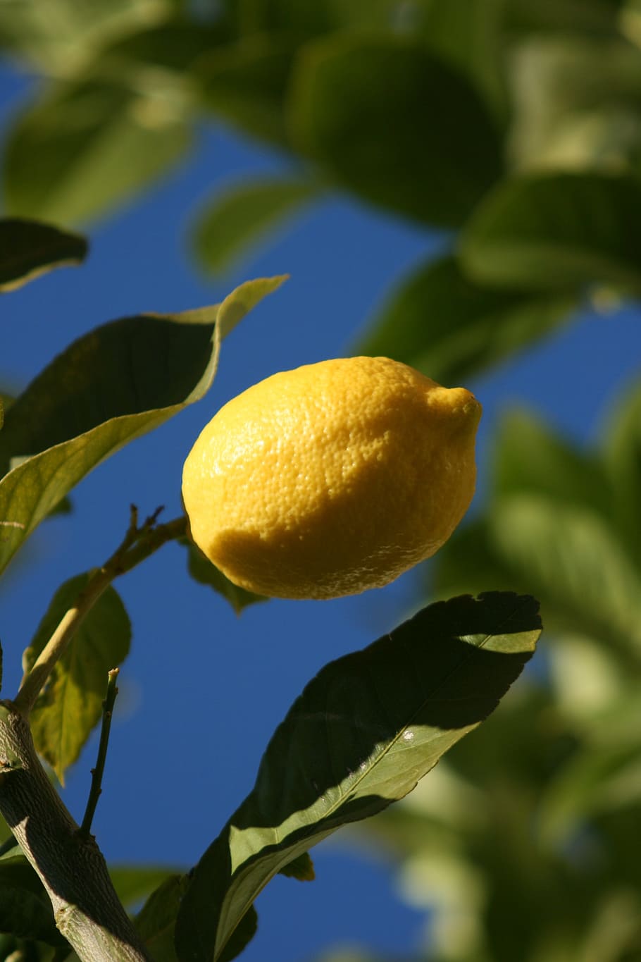 Lemon Green Mediterranean Acidity Fruit Tree Fruit Lime Citrus Citric Hd Wallpaper 6952