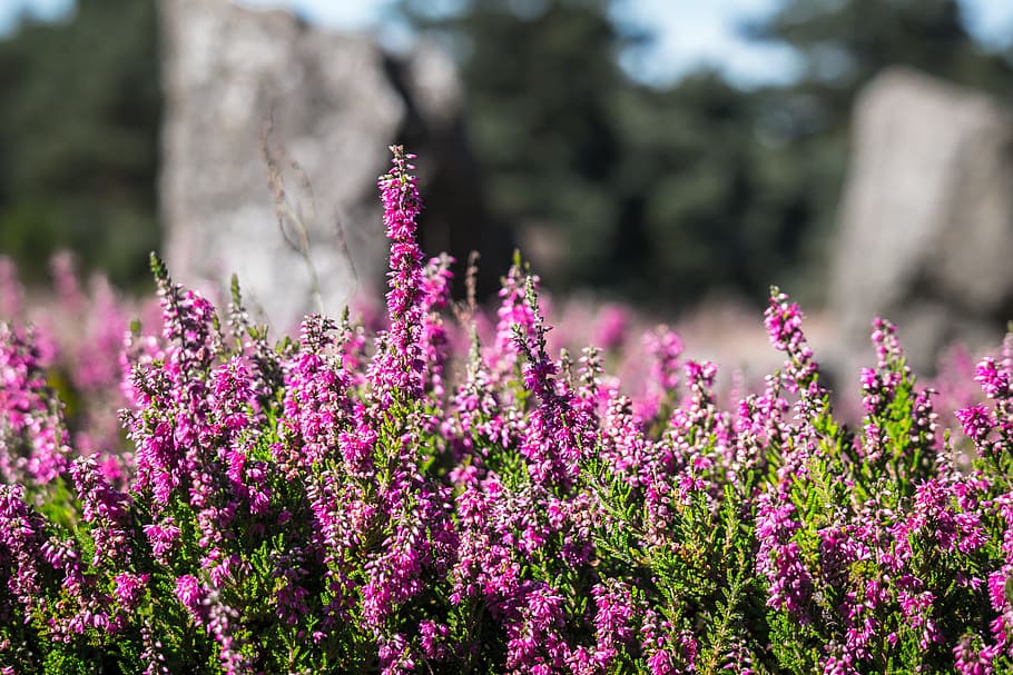 Heather Plant, Heather, Heide, Erika, Flowers, Heathland, Pink, Purple ...