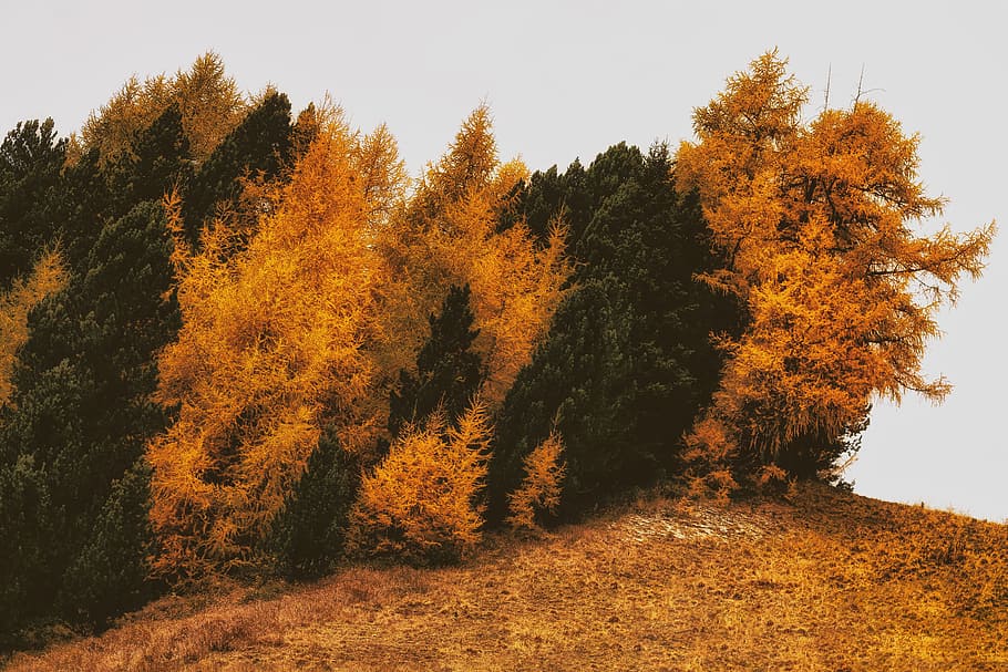 Brown And Green Withered Trees On Withered Grass Autumn Conifer Dawn