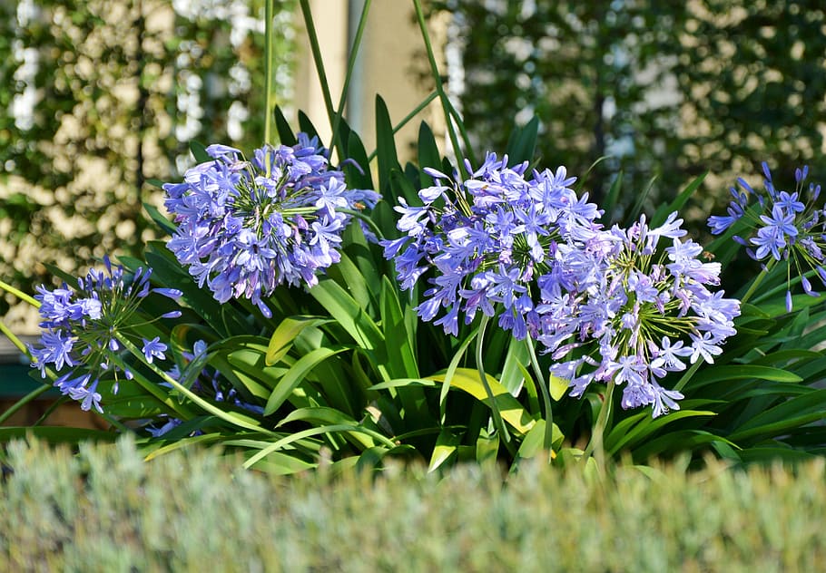 agapanthus, lirio de volga, agapanthus africanus volga, flor, flores,  floración, Fondo de pantalla HD | Wallpaperbetter