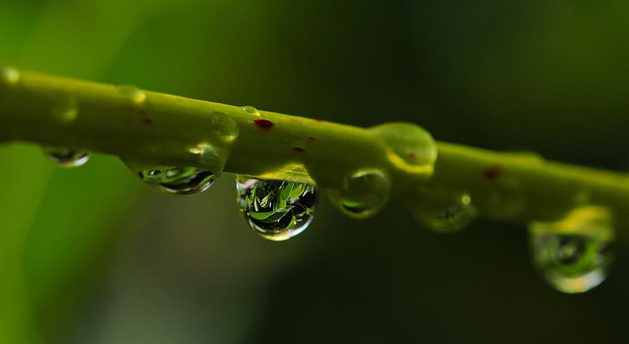 Nature Water Transparent Blur Blur Close Up Dew Drip Drop Drop Of Water Hd Wallpaper