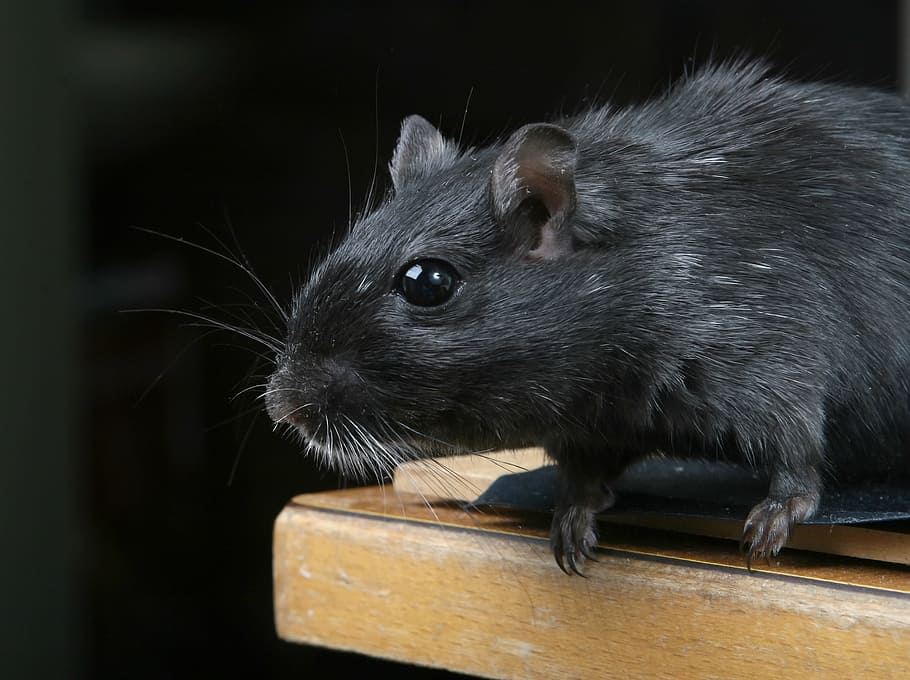 black rat on brown wooden surface, animal, attractive, beautiful, black, boy, brown, close, closeup, close-up, creature, critter, cuddly, cute, domestic, ears, eyes, face, funny, fur, furry, gerbil, gorgeous, grey, hairs, hairy, hamster, isolated, lovely, macro, male, mice, mouse, nose, old, pest, pet, pretty, rat, rodent, small, smell, soft, tail, up, vermin, whiskers, white, HD wallpaper