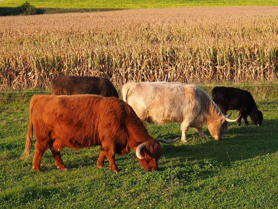 Beef, cow, highland beef, pasture, summer, animal, meadow, alm, horns ...