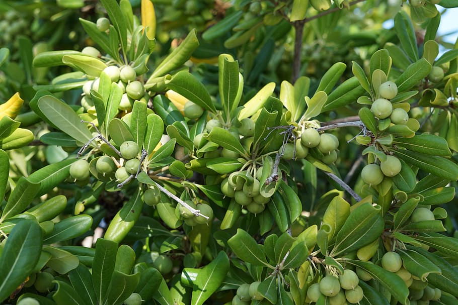 aceitunas, árbol, verde, aceite, naturaleza, rama, agricultura, lesbos