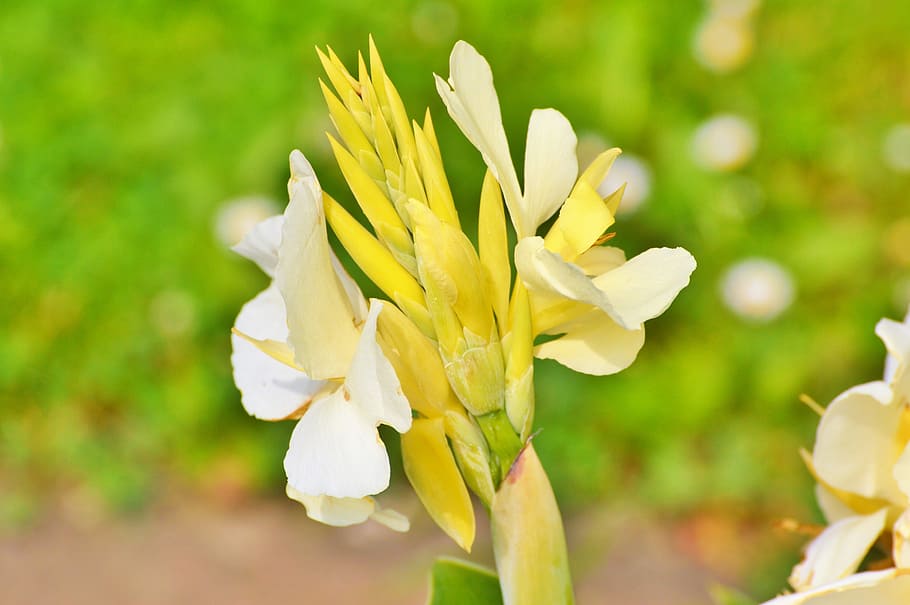 Indian Flower Tube, Australian Arrowroot, Indian, Flower, Tube ...