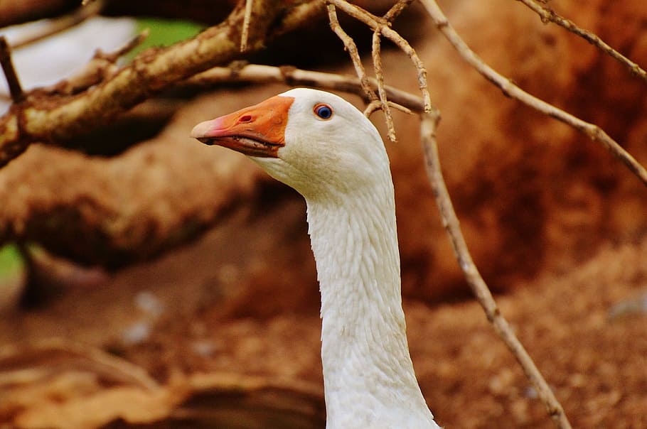 goose, white, cute, plumage, animal, domestic goose, nature, poultry, livestock, meadow, bill, farm, goose meadow, geese, HD wallpaper