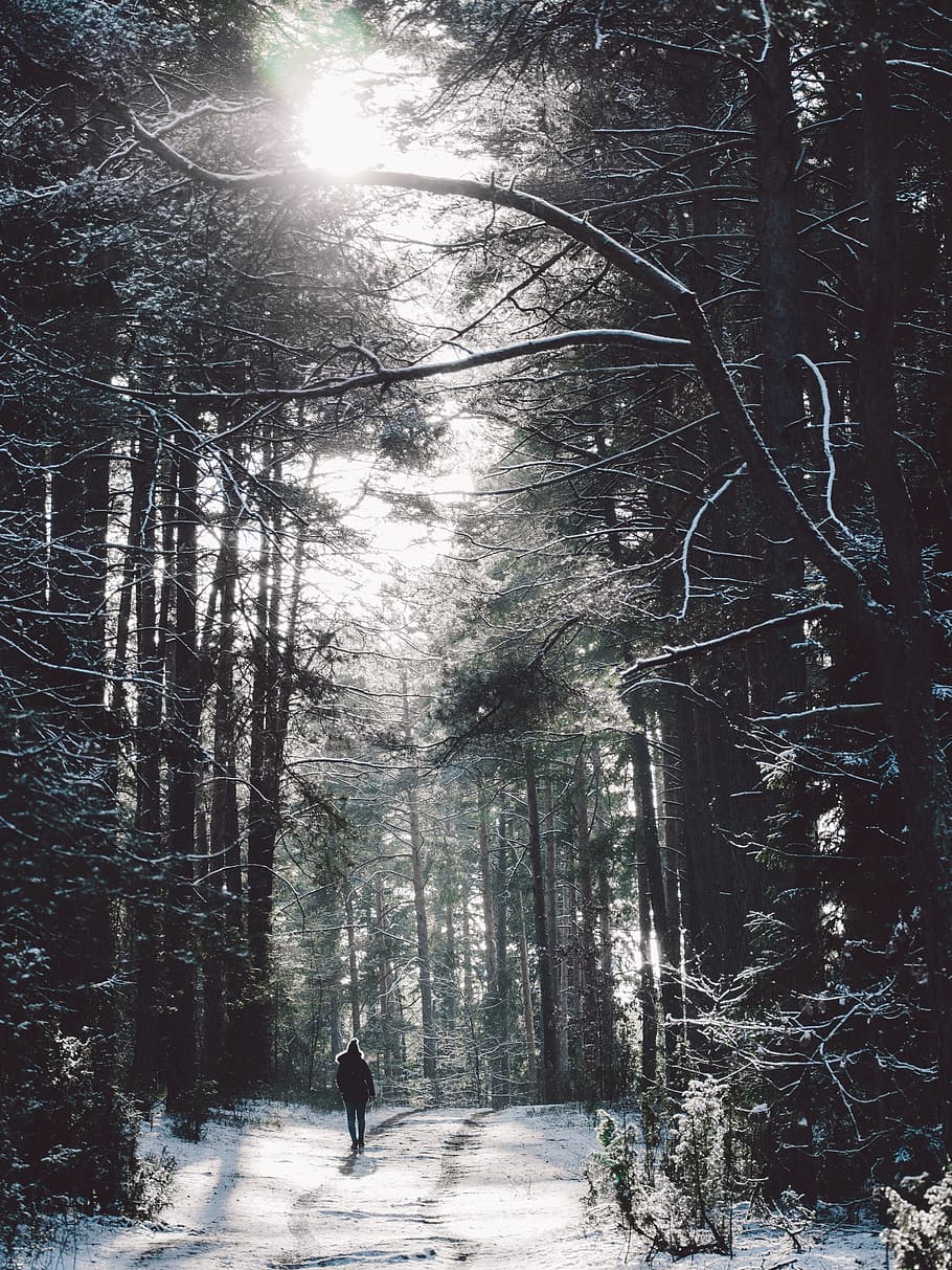 Person walking in the middle of forest, forest, path, nature, park ...