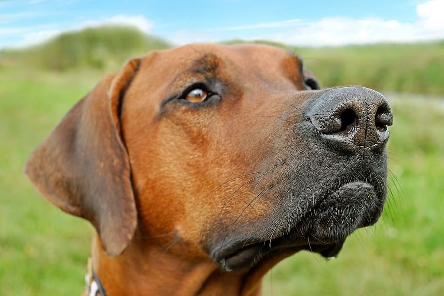 Redbone Coondhound สำหรับผู้ใหญ่ในภาพถ่ายโฟกัส, หมา, จมูก, หัว, สัตว์, ปิด, จมูกของสุนัข, ดำ, จมูกของสุนัข, เครา, datailaufnahme, แนวตั้ง, สวย, ตาสุนัข, ดวงตา, ​​ชัดเจน, ดู, ดูสุนัข, หวาน, ความสนใจ , ใบหน้า, น่ารัก, ขนสัตว์, สีน้ำตาล, ผมสั้น, สุนัขพันธุ์แท้, rhodesian Ridgeback, บ้า, ใหญ่, หมาเฝ้า, สุนัขล่าสัตว์, สุนัขครอบครัว, เพื่อน, เพื่อนที่ดีที่สุด, การพักผ่อนหย่อนใจ, กลางแจ้ง, ธรรมชาติ, ท้องฟ้า, เมฆ, การถ่ายภาพสัตว์ป่า, สัตว์ แนวตั้ง, วอลล์เปเปอร์ HD