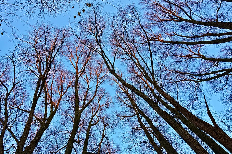 Tree tops, tree trunks, branches, bare trees, winter trees, loop up ...