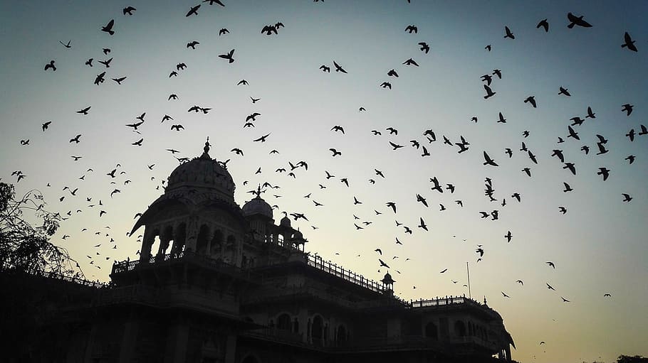 worms eye view of flock of birds flying on sky during sunset, fly back home, birds, fly, flying, sky, flight, home, feather, blue, outdoor, migration, migrating, migratory, group, elegant, environment, sunset, clouds, heritage, history, wilderness, tourism, rajasthan, india, jaipur, culture, monument, national, attraction, architecture, historic, historical, landmark, building, city, HD wallpaper
