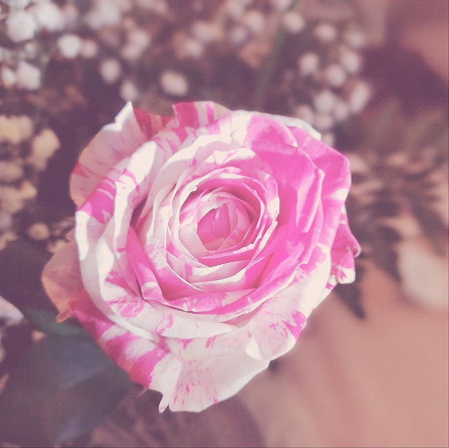 Close-up Photography of a Rose, bloom, blooming, blossom, blur, close ...