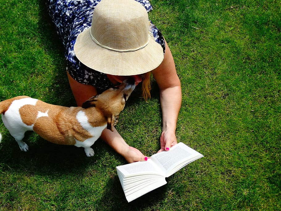 tan and white dog lying on the green grass, book, read, jack russell, hat, book mark, relax, library, garden, pet, colorful, grass, are, books, summer, dog, doggy, love, green, HD wallpaper