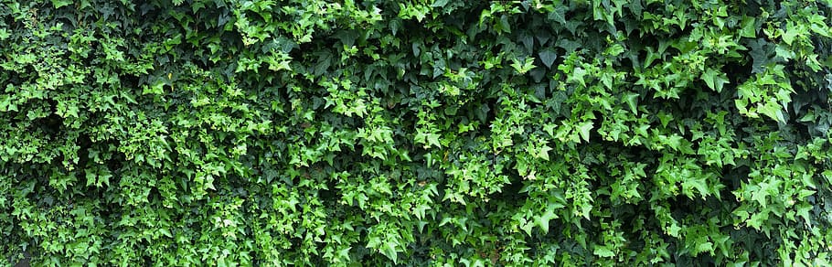 green grasses at daytime, ivy, fence, grass, the vine, wall, young leaves, green, fresh green, yokosuka, otsu, kanagawa, japan, growth, aiphone, panorama, antomasako, HD wallpaper