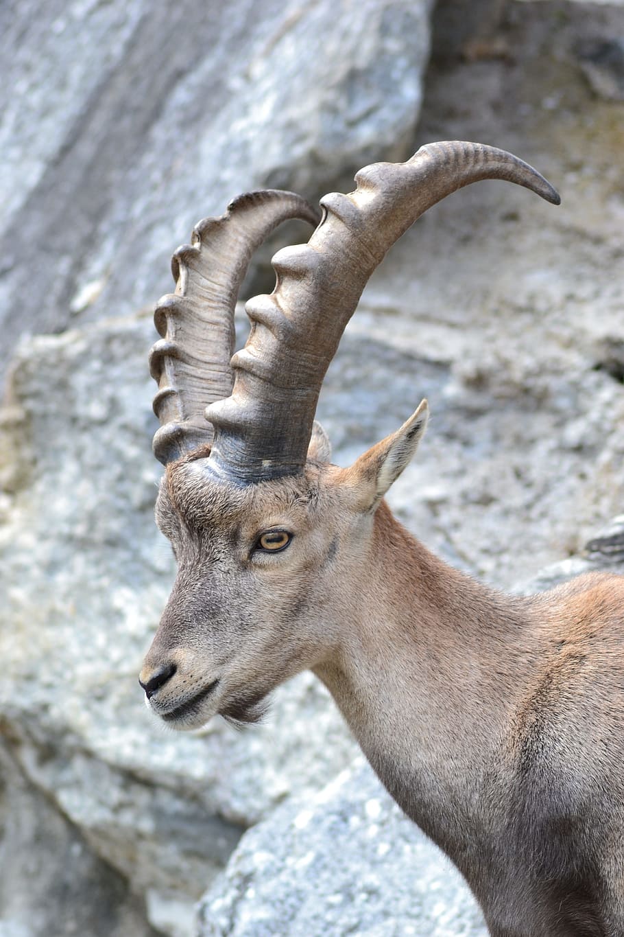 ราศีมังกร ibex อัลไพน์สัตว์ภูเขาฤดูร้อนธรรมชาติสัตว์ป่า, วอลล์เปเปอร์ HD, วอลเปเปอร์โทรศัพท์