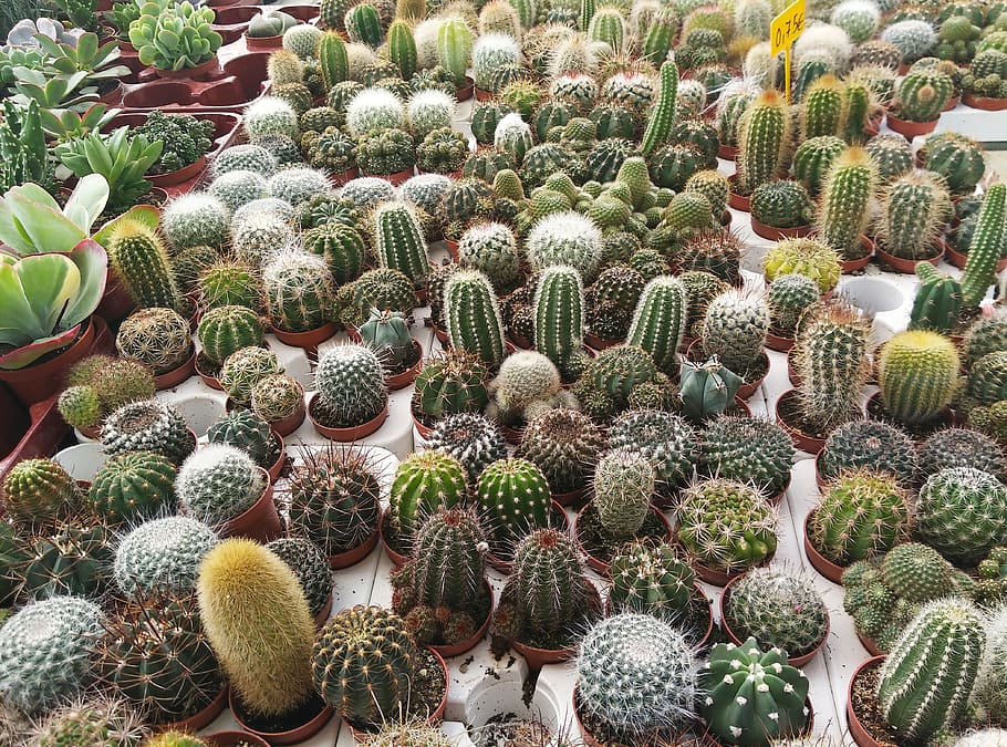 Cactus, nursery, plants, green, pots, nature, thorns, garden, HD ...