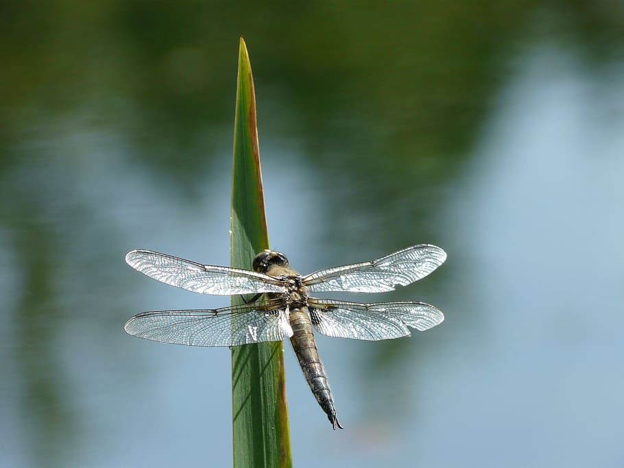 Selective focus photography og dragonfly on green leaf, dragonfly ...