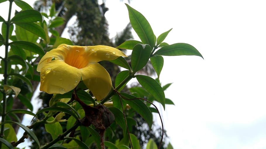 เกรละสีเหลืองดอกไม้, วอลล์เปเปอร์ HD
