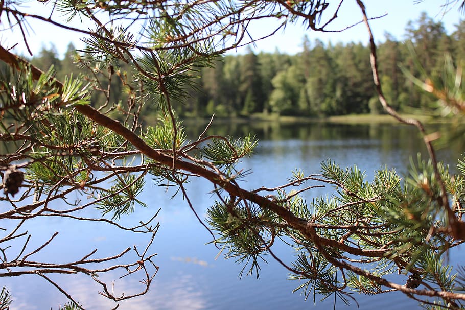 Lake, sweden, branch, hidden, view, forest, HD wallpaper | Wallpaperbetter