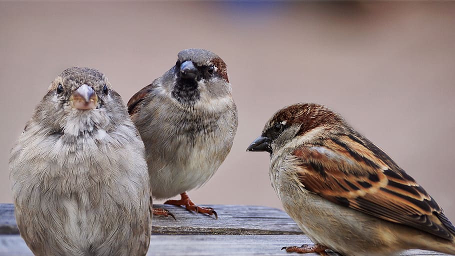 Three brown small-beaked birds, sparrows, birds, bird, sparrow, nature ...