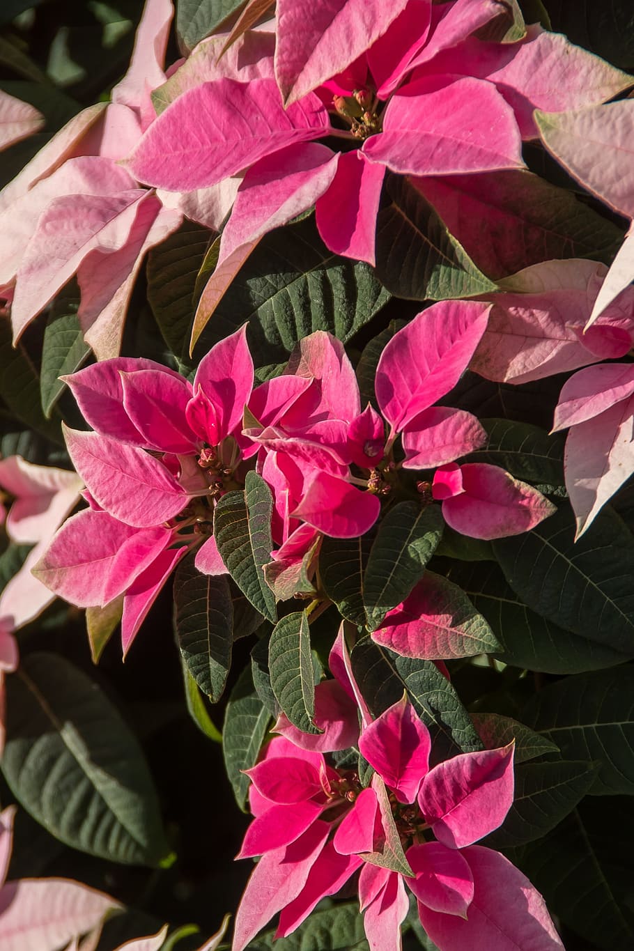 Poinsettia, leaves, flowers, pink, white, variegated, sunny, shrub ...