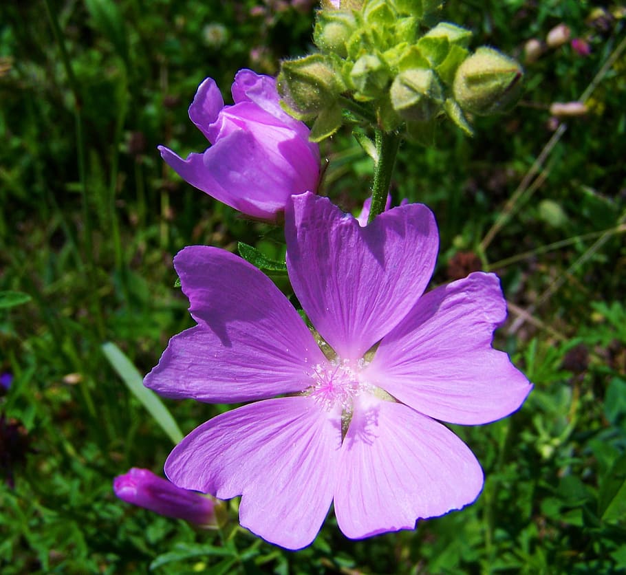 Pale purple, meadow flower, summer wildflower, HD wallpaper ...