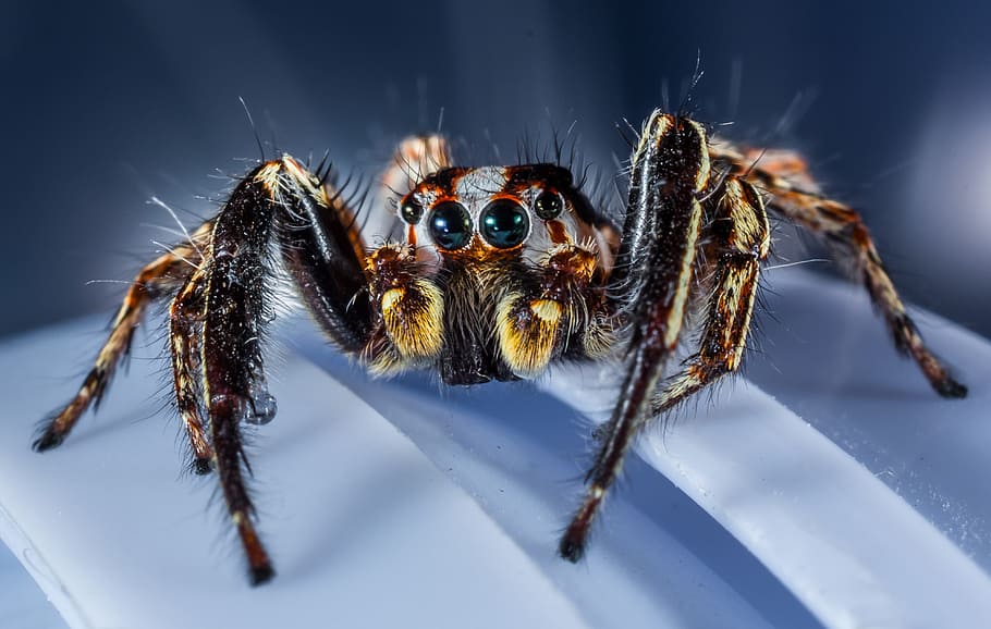 Close-up photo of gray and black jumping spider, jumping spider, small ...