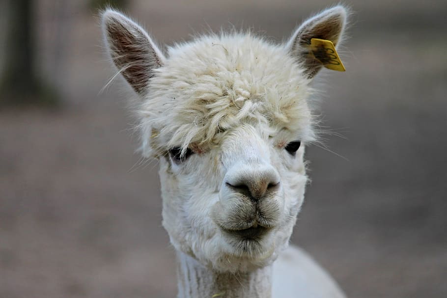 Selective focus photo of llama's face, alpaca, lama, camel, paarhufer