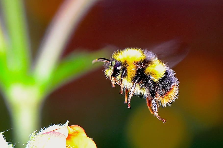  желтая и черная пчела, жужжащая на желтом цветке, желтый, черный, пчела, жужжащая, цветок, шмель, насекомое, ш, шмель, природа, макрос, опыление, крупный план, пыльца, растение, лето, животное, весна, зеленый цвет, одно животное, животные темы, животные в дикой природе, животные дикой природы, беспозвоночные, цветущее растение, красота в природе, фокус на переднем плане, рост, день, нет людей, хрупкость, лепесток, головка цветка, на открытом воздухе, HD обои